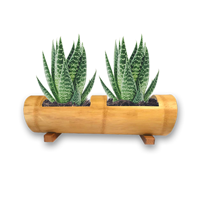 Wood plant pot Image